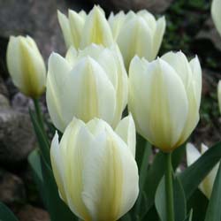 Tulipe fosteriana 'Purissima'